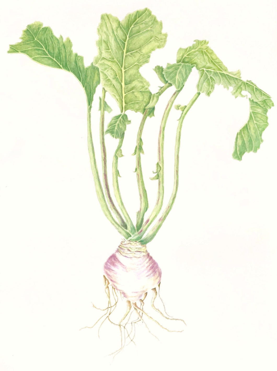 Turnip Botanical Watercolor Print on Hahnemuhle Paper 11x14 with white mat