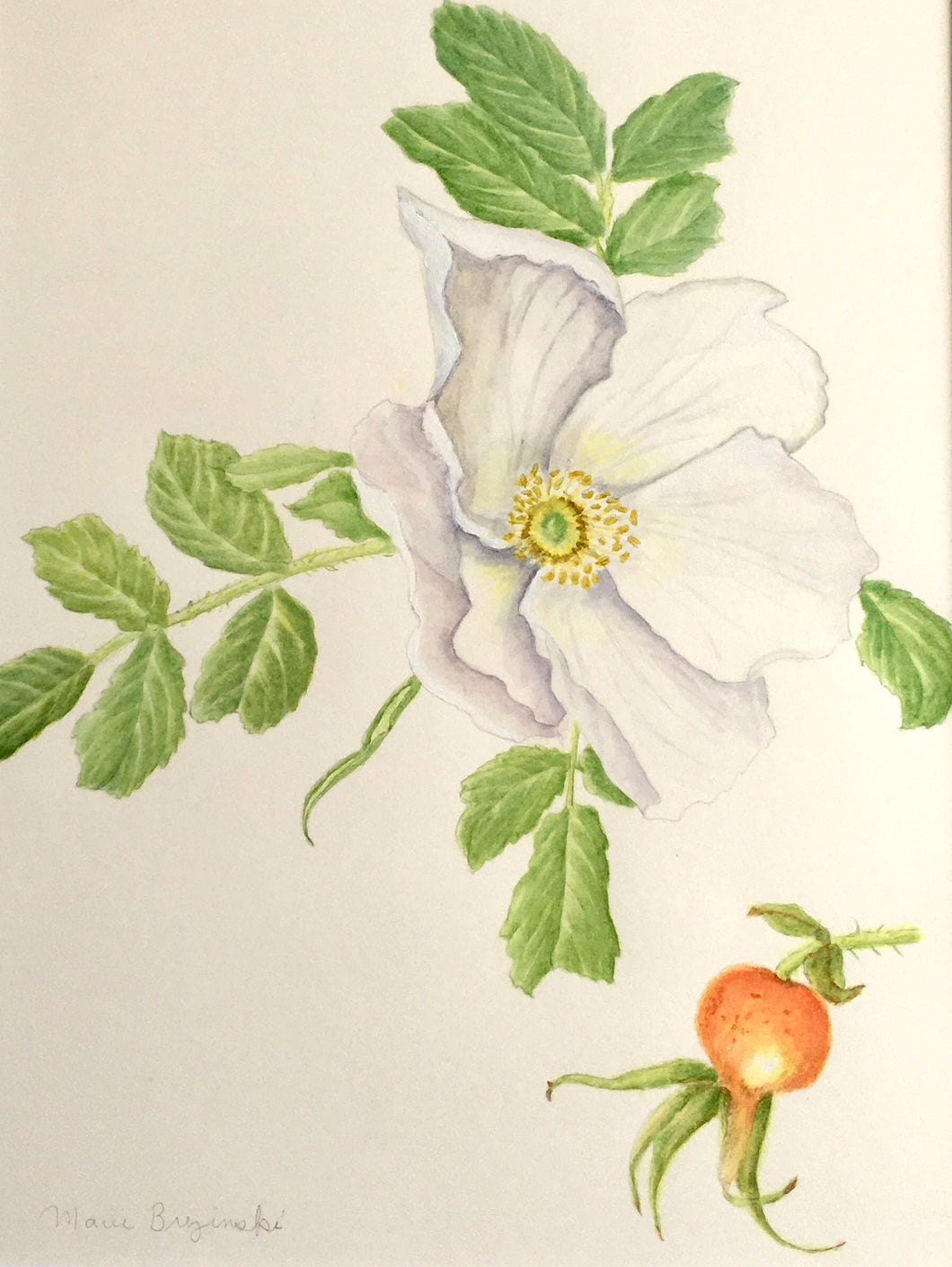 White Rosa rugosa Original Botanical Watercolor 11x14 w/white mat 140 lb HP