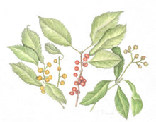 Load image into Gallery viewer, Winterberry &amp; Euonymus Original Graphite &amp; Watercolor 11x14 with white mat
