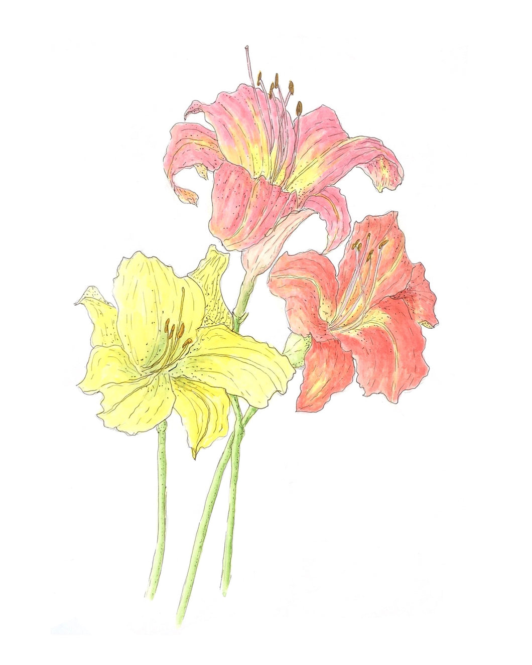 3 Lily Pen and Watercolor Sketch Print on Hahnemuhle Art Paper 8x10 matted