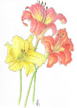 Load image into Gallery viewer, 3 Lily Pen &amp; Watercolor Original Botanical Sketch 13x15 rustic wood framed
