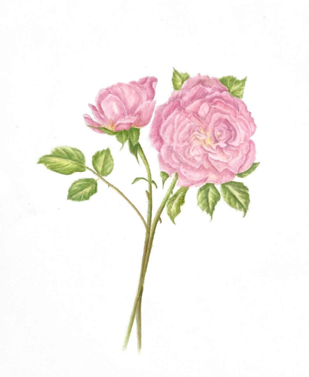 David Austin Rose 2 Original Botanical Watercolor 300lb HP 11x14 with Mat
