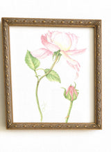 Load image into Gallery viewer, David Austin Rose Blossoming Original Botanical Watercolor 8x9&quot; vintage frame
