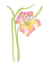 Load image into Gallery viewer, Day Lily Original PEN &amp; WATERCOLOR  on Hahnemuhle paper 11x14 with white mat
