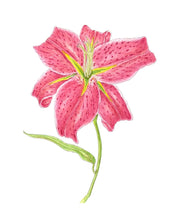 Load image into Gallery viewer, Asiatic Lily pen and watercolor print on Hahnemuhle paper 11x14 with white mat
