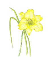 Load image into Gallery viewer, Lily Pen &amp; Watercolor Botanical Print on Hahnemuhle paper 11x14 with white mat
