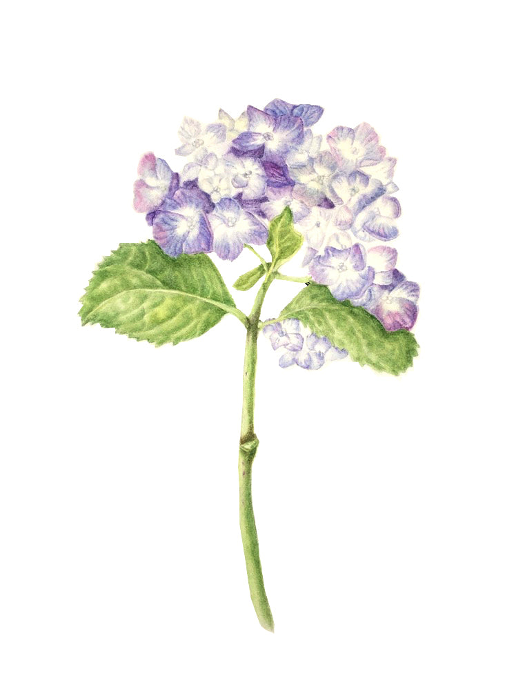 Hydrangea Botanical Watercolor Print on Hahnemuhle Paper 11x14 with white mat