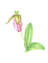 Load image into Gallery viewer, Lady Slipper Botanical Watercolor Print on Hahnemuhle Paper 8x10 white mat
