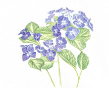 Load image into Gallery viewer, Lace Cap Hydrangea Botanical Watercolor Print on Hahnemuhle Paper 8x10 w/white mat
