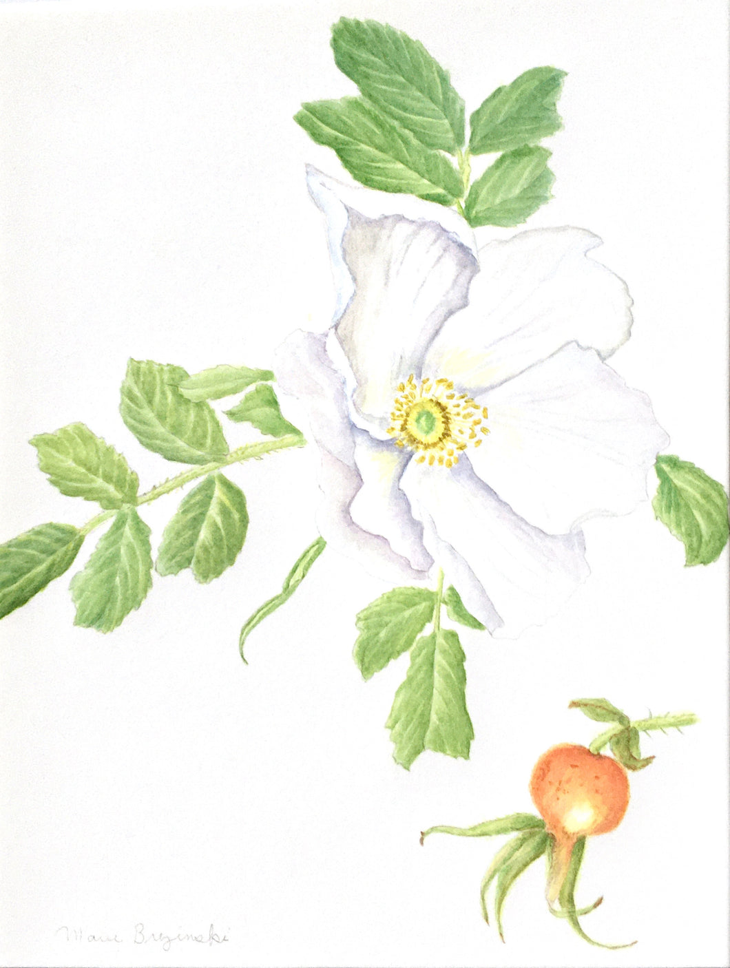 Rosa rugosa Botanical Original Watercolor 12x15 with white mat and frame.