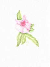 Load image into Gallery viewer, Impatiens Botanical Watercolor in Vintage Frame Original 8x9.5&quot;
