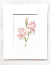 Load image into Gallery viewer, Pink Pussy Cat Iris Botanical Print Ink and Watercolor 11x14 on Hahnemuhle initialed
