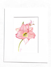 Load image into Gallery viewer, Pink Lily Botanical Print 8x10 on Hahnemuhle white mat signed initials by artist
