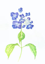 Load image into Gallery viewer, Lace cap Hydrangea Watercolor Print on Hahnemuhle, 11x14 with white mat
