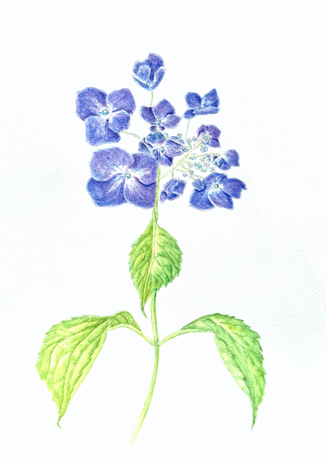 Lace cap Hydrangea Watercolor Print on Hahnemuhle, 11x14 with white mat