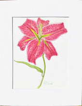 Load image into Gallery viewer, Asiatic Lily pen and watercolor print on Hahnemuhle paper 11x14 with white mat
