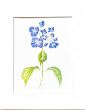 Load image into Gallery viewer, Lace cap Hydrangea Watercolor Print on Hahnemuhle, 11x14 with white mat
