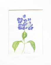 Load image into Gallery viewer, Original Lace Cap Hydrangea Watercolor 16x20 with white mat
