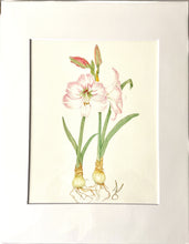 Load image into Gallery viewer, Amaryllis Botanical Art Print on Hahnemuhle 11x14 with white mat

