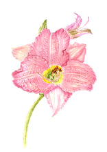 Load image into Gallery viewer, Pink Lily Botanical Print 8x10 on Hahnemuhle white mat signed initials by artist
