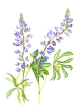 Load image into Gallery viewer, Childs River Lupine Print on Hahnemuhle art paper with 11x14 mat
