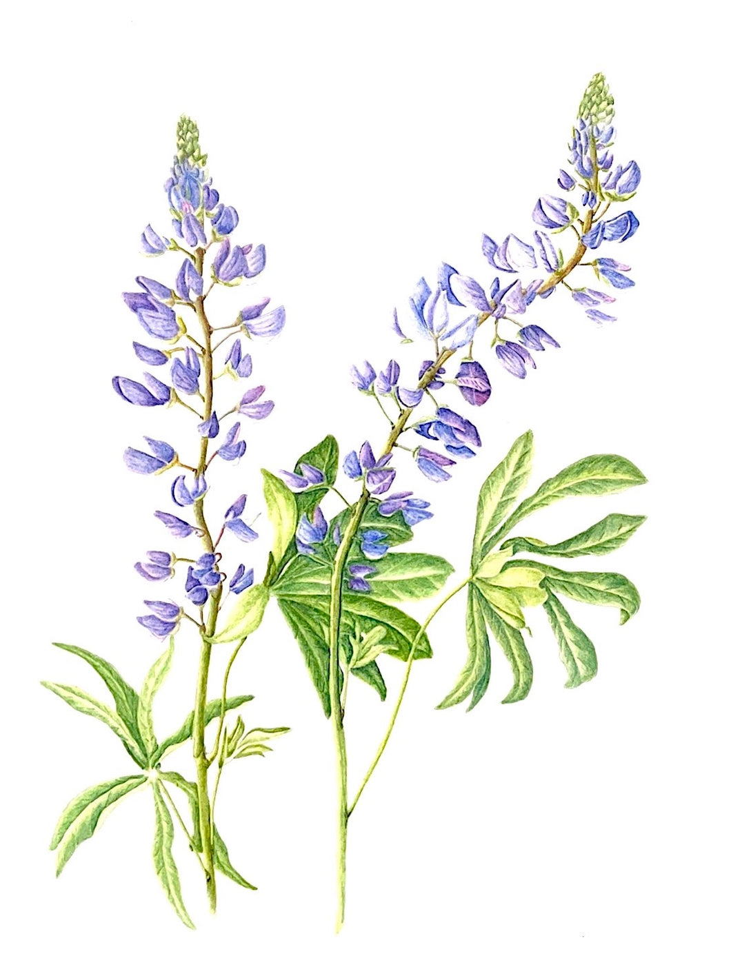 Childs River Lupine Print on Hahnemuhle art paper with 11x14 mat