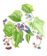 Load image into Gallery viewer, Porcelain Berry Botanical Watercolor Print on Hahnemuhle Paper 11x14 with white mat
