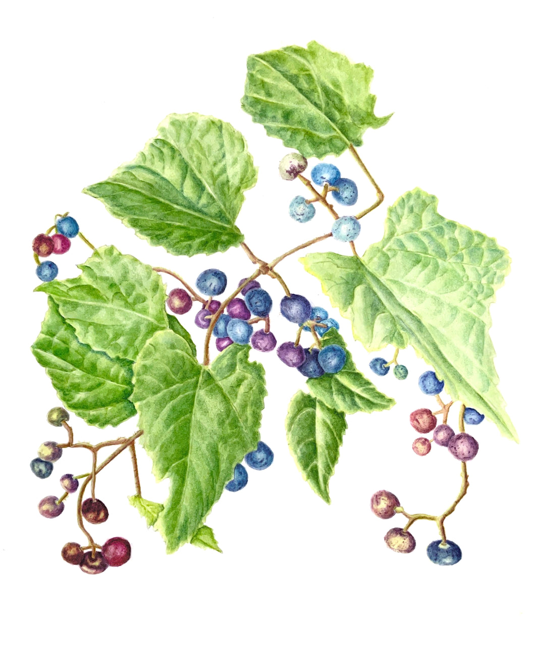 Porcelain Berry Botanical Watercolor Print on Hahnemuhle Paper 11x14 with white mat