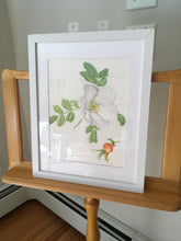 Load image into Gallery viewer, Rosa rugosa Botanical Original Watercolor 12x15 with white mat and frame.
