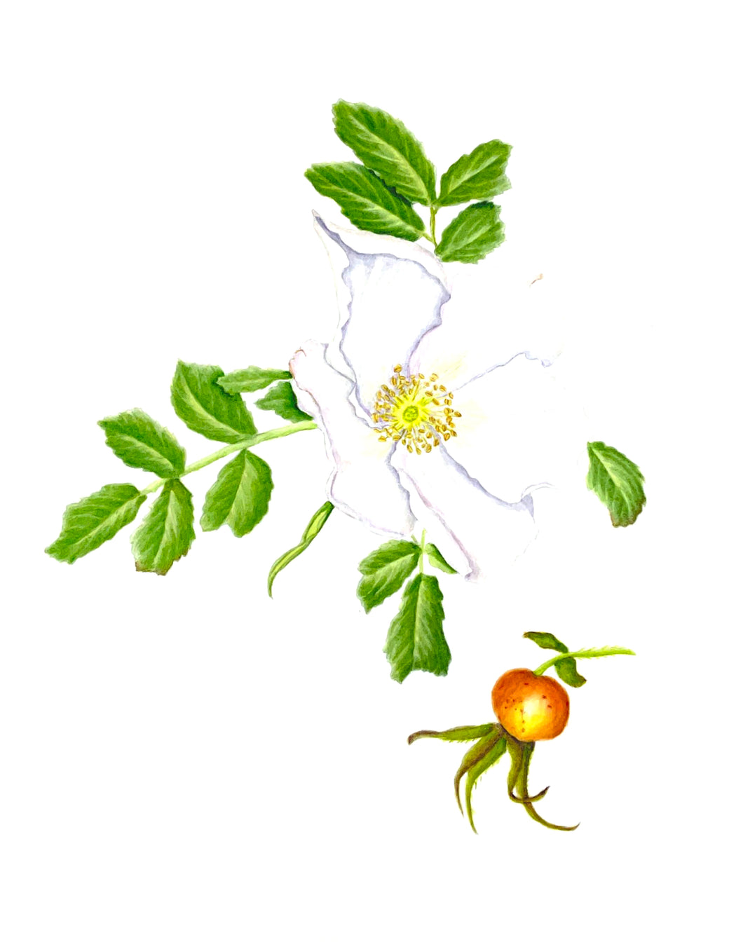 Rosa rugosa Botanical Watercolor Print on Hahnemuhle Paper 11x14 with white mat