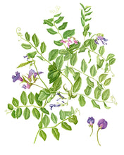 Load image into Gallery viewer, Seaside Pea Botanical Wildflower Print 11x14 matted
