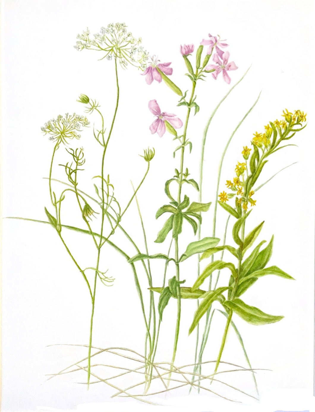September Wildflowers West Dennis Beach Watercolor Botanical Print on Hahnemuhle 11x14 with Mat signed