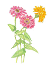 Load image into Gallery viewer, Zinnias Pen &amp; Watercolor Print 11x14 on Hahnemuhle paper with white mat
