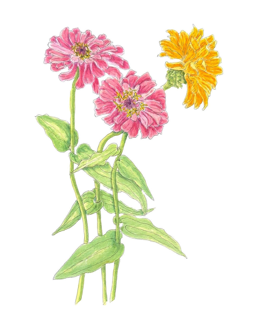 Zinnias Pen & Watercolor Print 11x14 on Hahnemuhle paper with white mat