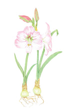 Load image into Gallery viewer, Amaryllis Botanical Art Print on Hahnemuhle 11x14 with white mat
