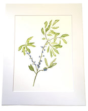 Load image into Gallery viewer, Bayberry Botanical Watercolor Print on Hahnemuhle Art Paper 11x14 with mat
