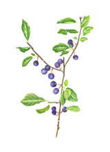 Load image into Gallery viewer, Beach Plum (Prunus maritima) Watercolor Print on Hahnemuhle Art Paper 11x14 with mat
