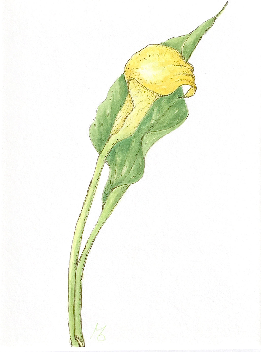 Calla Lily Pen & Watercolor Original Botanical Sketch 11x14 with white mat