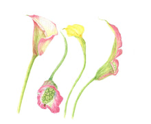 Load image into Gallery viewer, Calla Lilies Botanical Watercolor Print on Hahnemuhle Paper 11x14 with white mat
