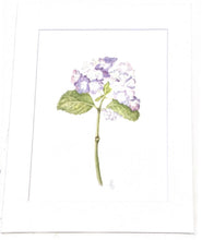 Load image into Gallery viewer, Hydrangea Botanical Watercolor Print on Hahnemuhle Paper 11x14 with white mat
