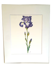 Load image into Gallery viewer, Bearded Iris Botanical Watercolor Print on Hahnemuhle 11x14 white mat
