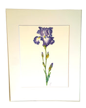 Load image into Gallery viewer, Bearded Iris Botanical Watercolor Print on Hahnemuhle 8x10 white mat
