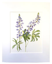 Load image into Gallery viewer, Childs River Lupine Print on Hahnemuhle art paper with 11x14 mat
