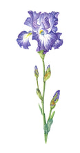 Load image into Gallery viewer, Bearded Iris Botanical Watercolor Print on Hahnemuhle 11x14 white mat
