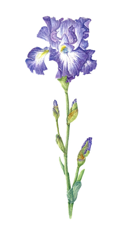 Bearded Iris Botanical Watercolor Print on Hahnemuhle 11x14 white mat