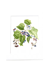 Load image into Gallery viewer, Porcelain Berry Botanical Wildflower Print on Hahnemuhle art paper 11x14 w/mat
