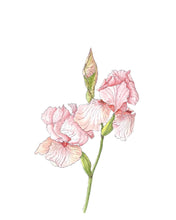 Load image into Gallery viewer, Pink Pussy Cat Iris Botanical Print Ink and Watercolor 11x14 on Hahnemuhle initialed
