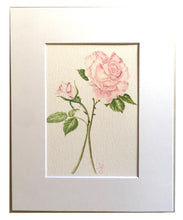 Load image into Gallery viewer, Austin Rose Botanical Watercolor Print on Hahnemuhle Paper 8x10 white mat
