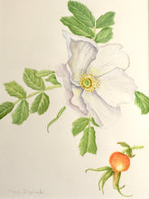 Load image into Gallery viewer, White Rosa rugosa Original Botanical Watercolor 11x14 w/white mat 140 lb HP
