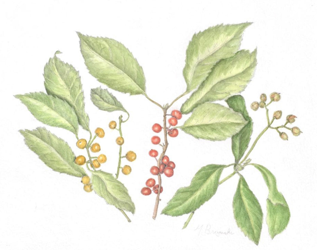 Winterberry & Euonymus Original Graphite & Watercolor 11x14 with white mat